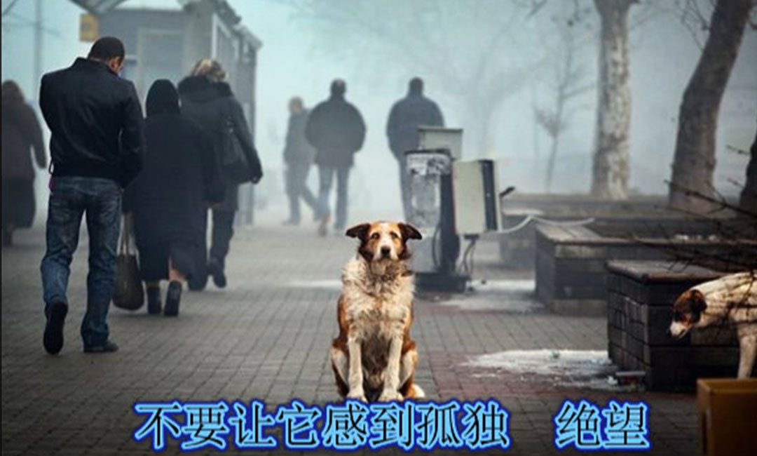 双鸭山爱影圈微博微信转发案例